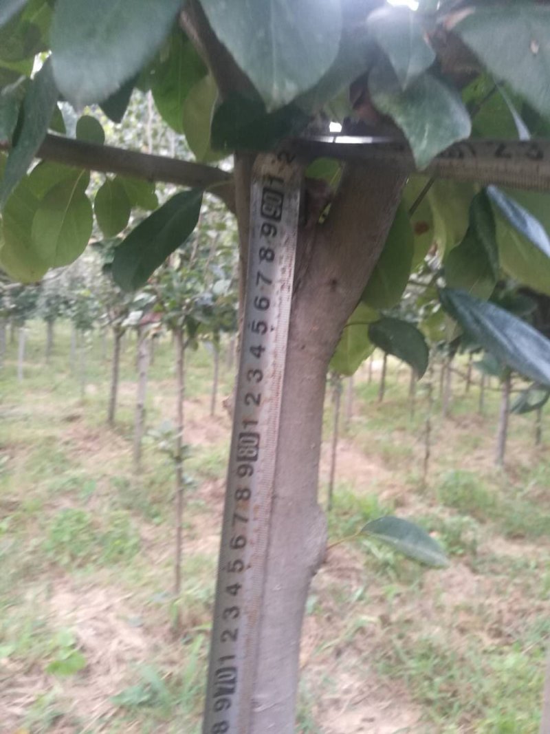 海棠树苗2~4cm4cm以下自己种植对接全国客商