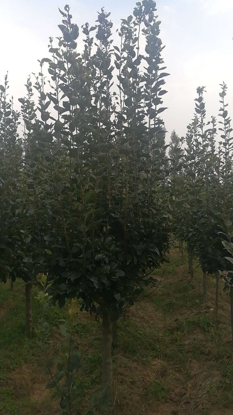 海棠树苗2~4cm4cm以下自己种植对接全国客商