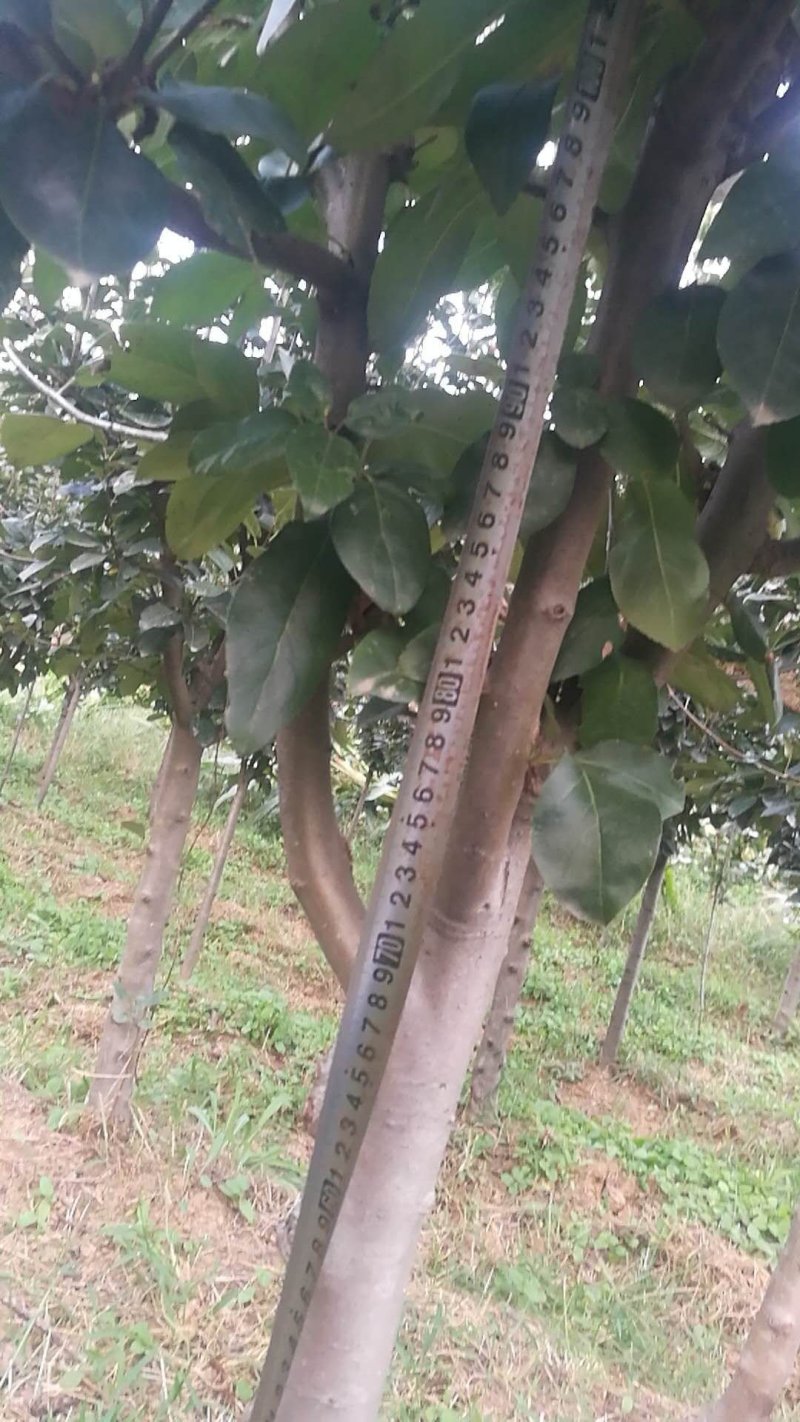 海棠树苗2~4cm4cm以下自己种植对接全国客商
