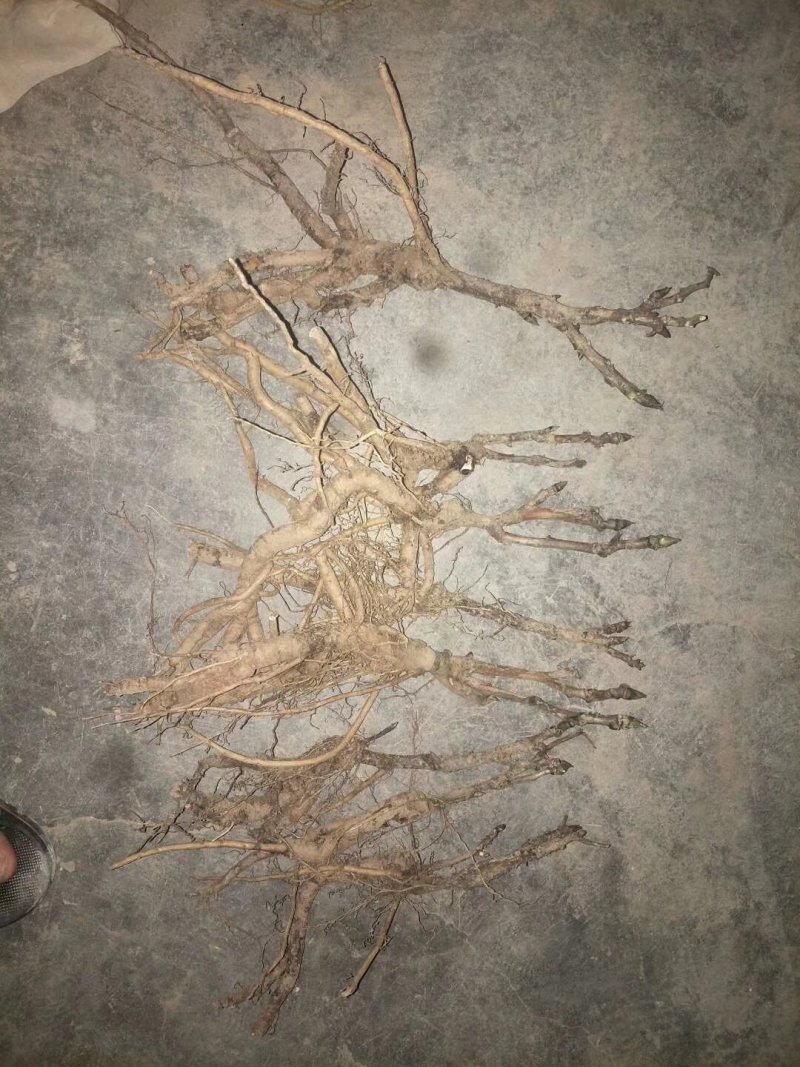 观赏牡丹，观赏牡丹二年嫁接苗，保证品种