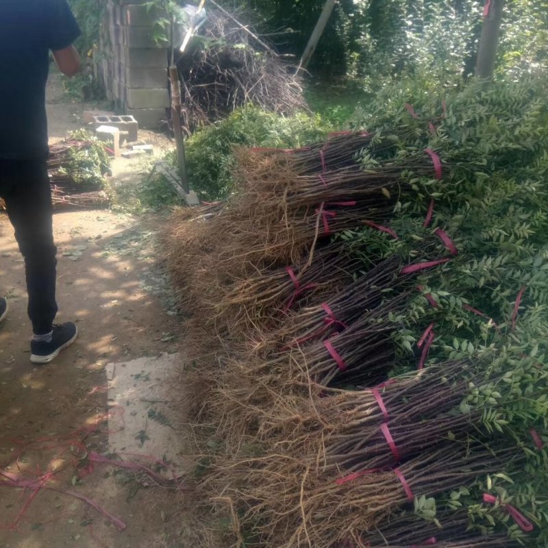 大红袍花椒苗