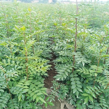 花椒苗，大红袍花椒苗，狮子头花椒苗，无刺花椒苗，产地直供