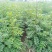 花椒苗，大红袍花椒苗，狮子头花椒苗，无刺花椒苗，产地直供