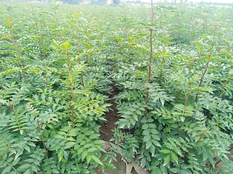 花椒苗，大红袍花椒苗，狮子头花椒苗，无刺花椒苗，产地直供