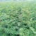花椒苗，大红袍花椒苗，狮子头花椒苗，无刺花椒苗，产地直供