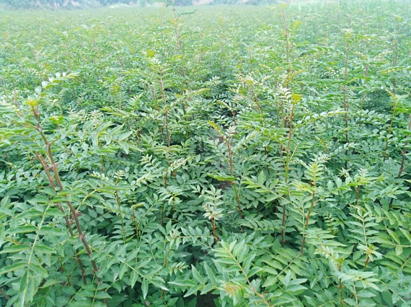 花椒苗，大红袍花椒苗，狮子头花椒苗，无刺花椒苗，产地直供