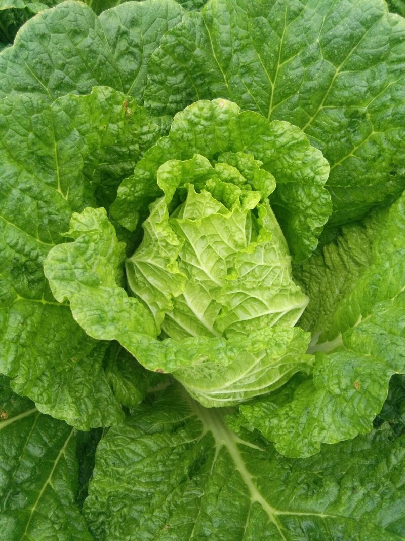 大白菜
