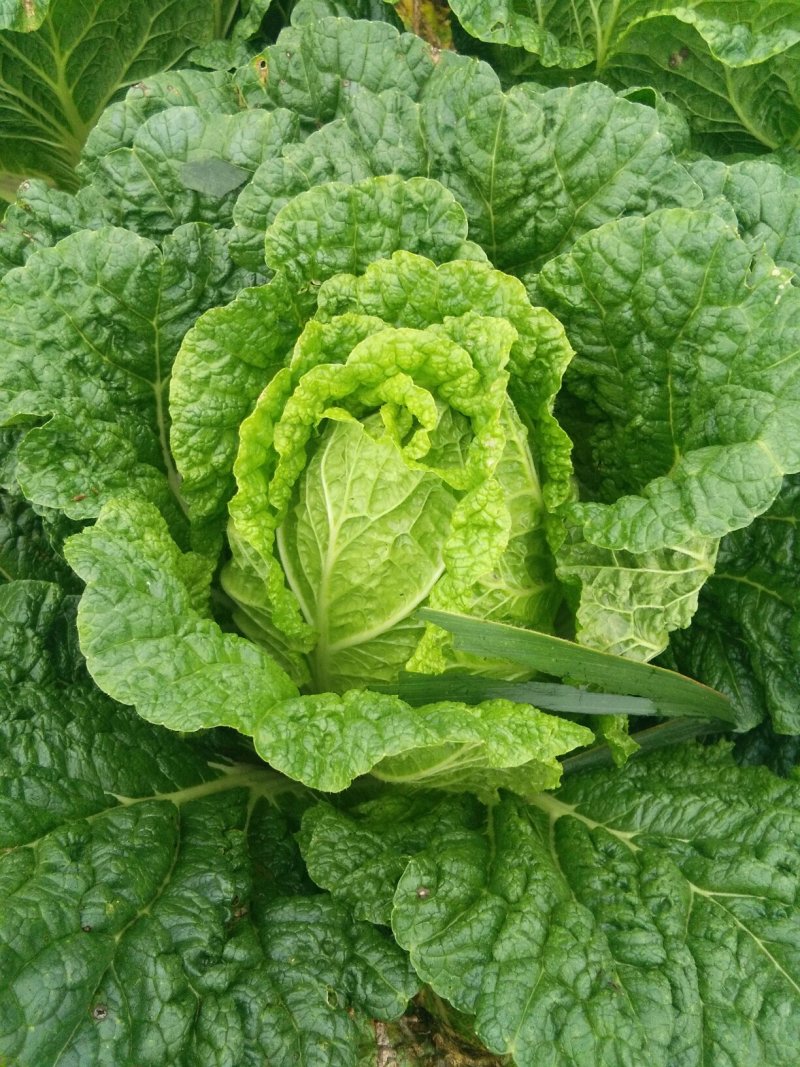 大白菜
