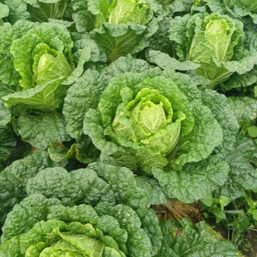 大白菜