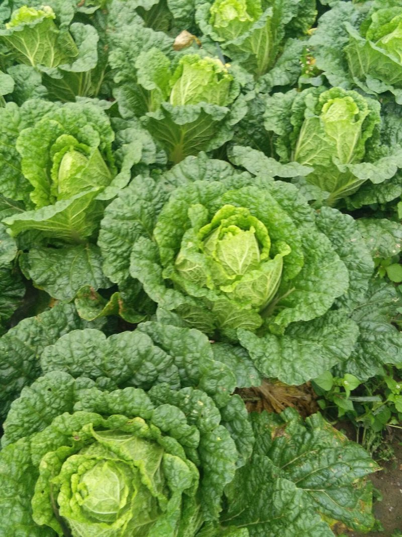大白菜