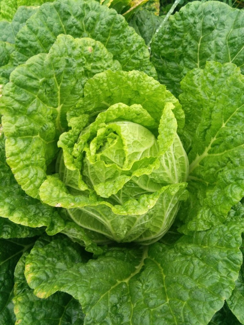 大白菜
