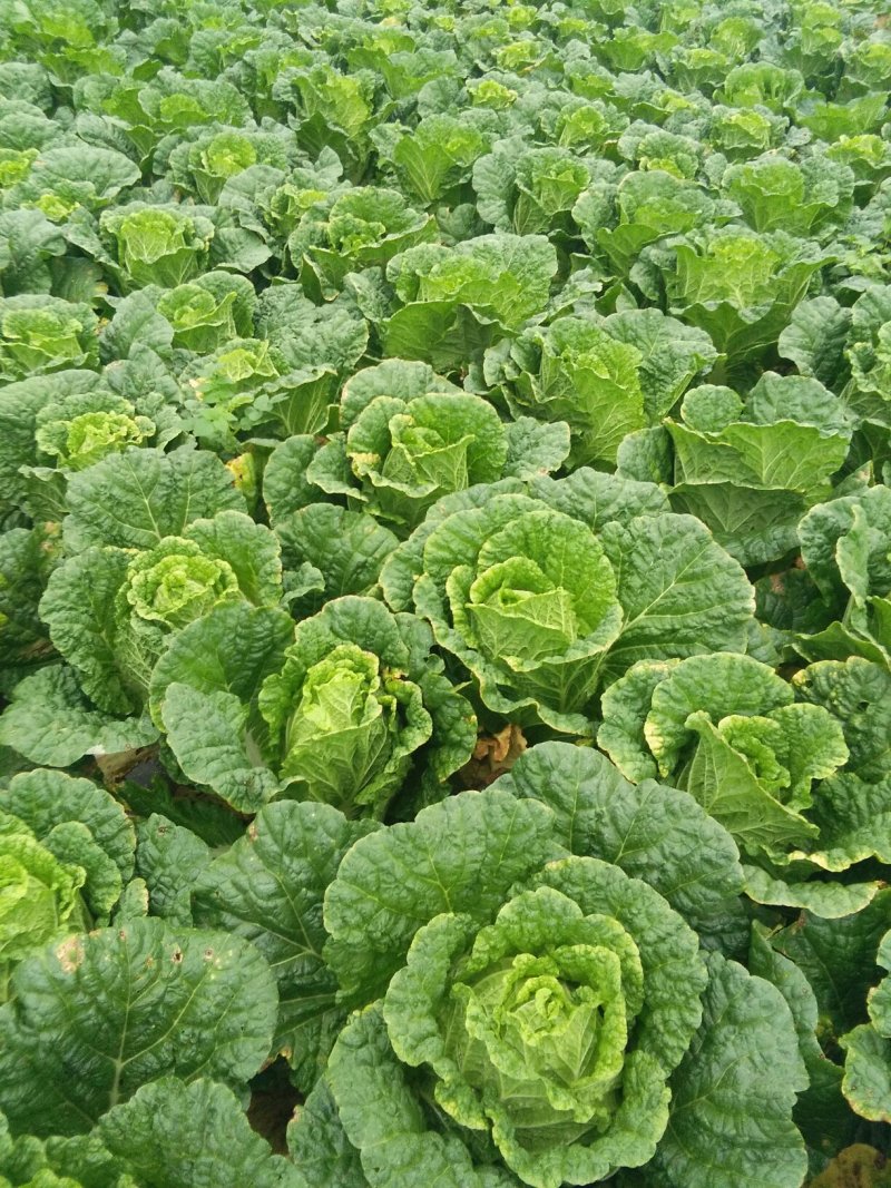 大白菜