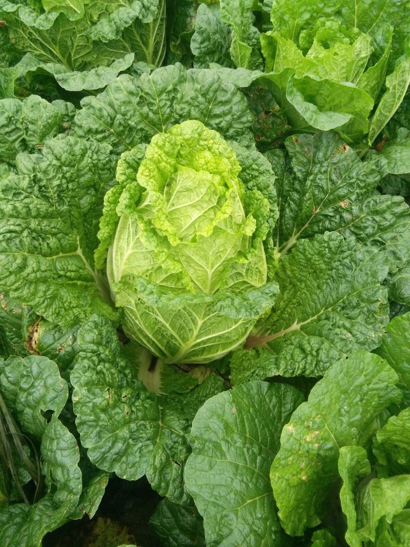 大白菜