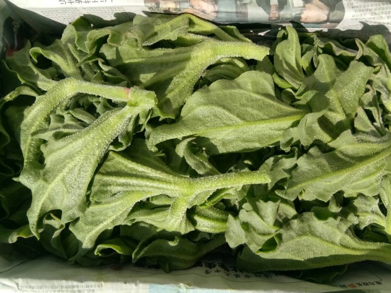【有好货】非洲冰草冰菜基地直供现摘现卖山东特菜批发