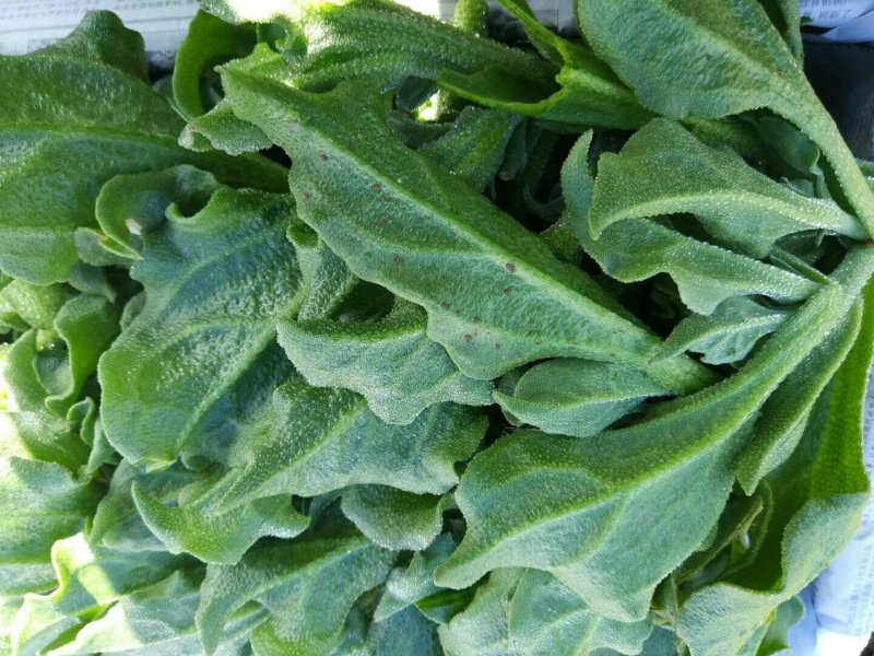 【有好货】非洲冰草冰菜基地直供现摘现卖山东特菜批发
