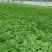 【有好货】非洲冰草冰菜基地直供现摘现卖山东特菜批发