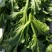 【有好货】非洲冰草冰菜基地直供现摘现卖山东特菜批发