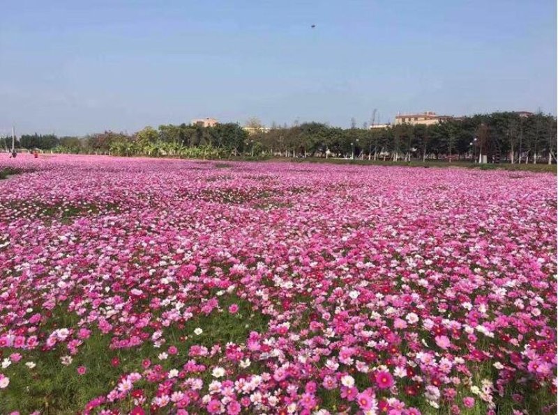 波斯菊种子花海种子10斤/亩当年新种