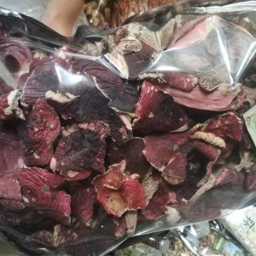 红菌（云南）