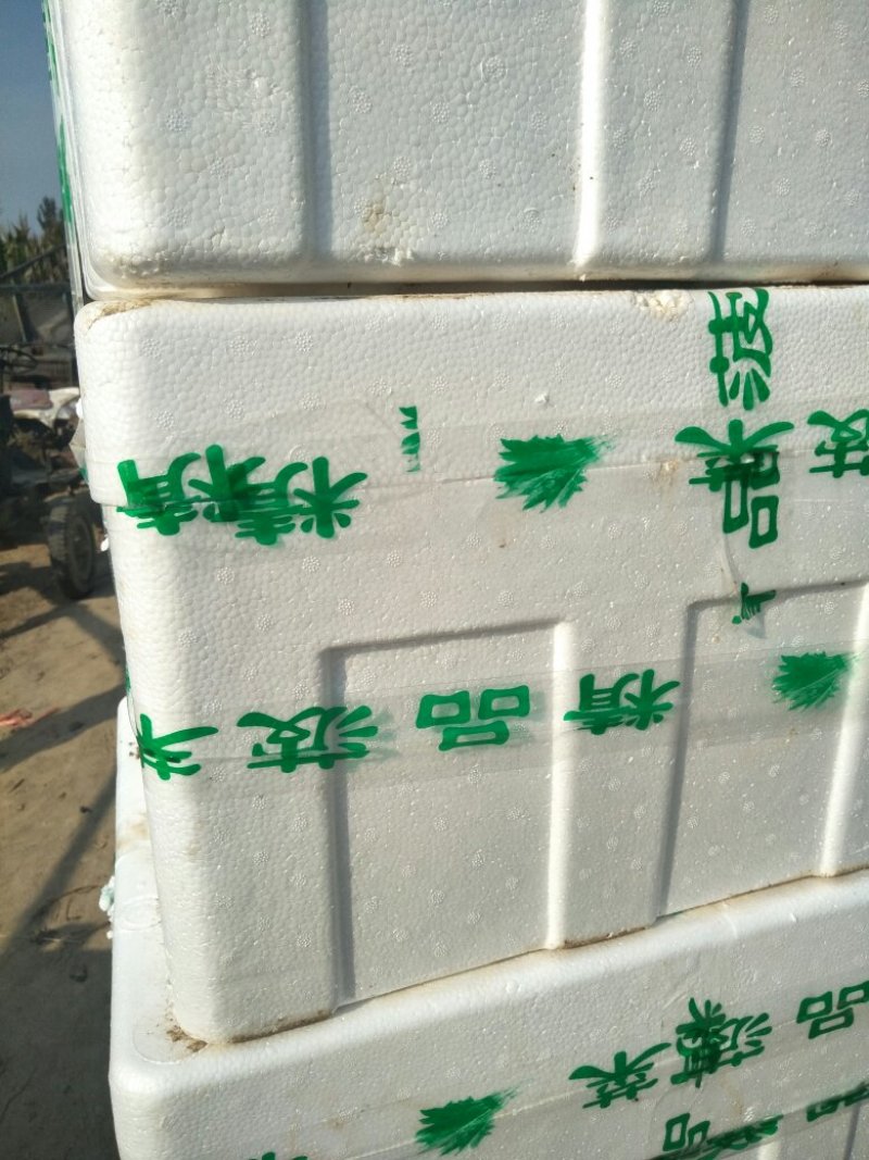 菠菜上市啦!