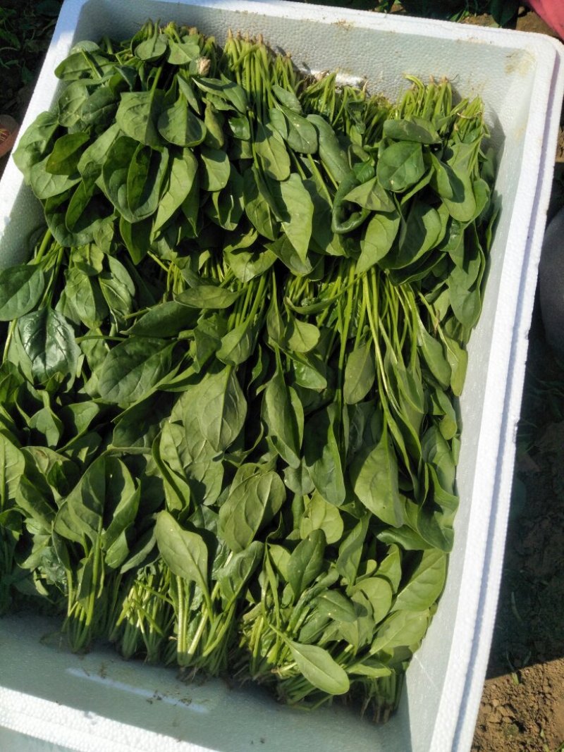 菠菜上市啦!