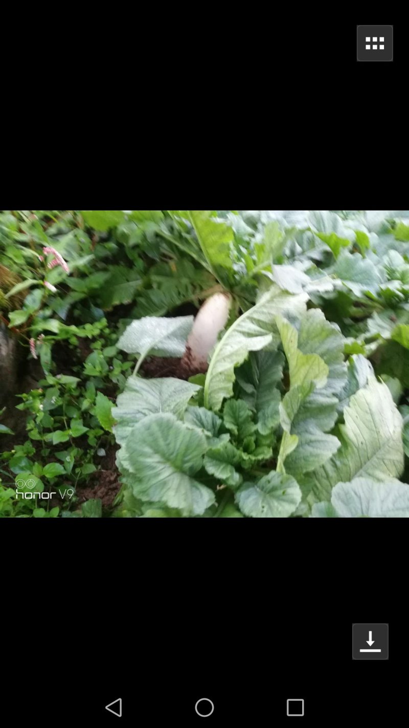 白萝卜