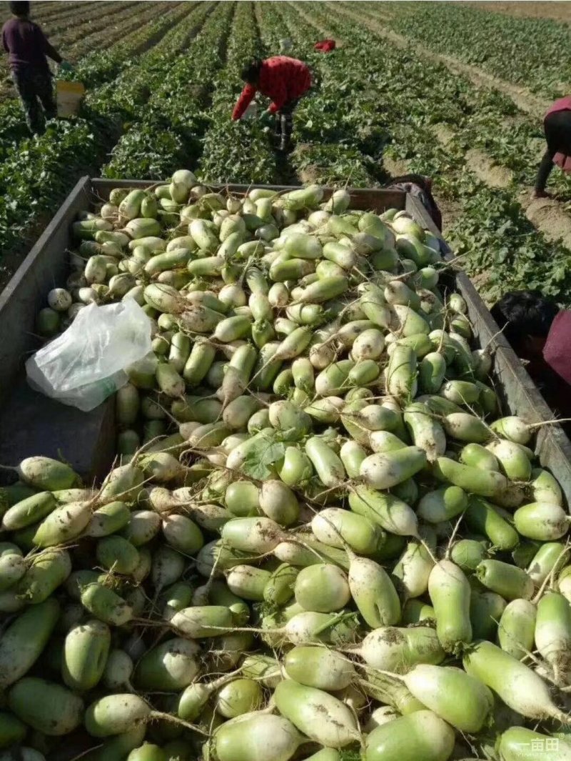 【直发】河南精品青萝卜量大质量好品质优欢迎下单来订购