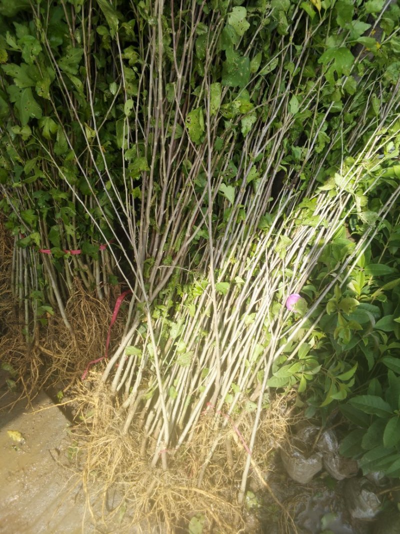 木槿苗单瓣木槿双瓣木槿红花木槿红色木槿花包邮