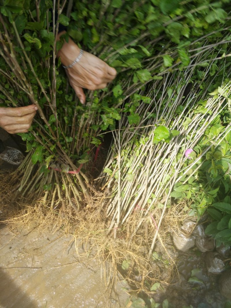 木槿苗单瓣木槿双瓣木槿红花木槿红色木槿花包邮