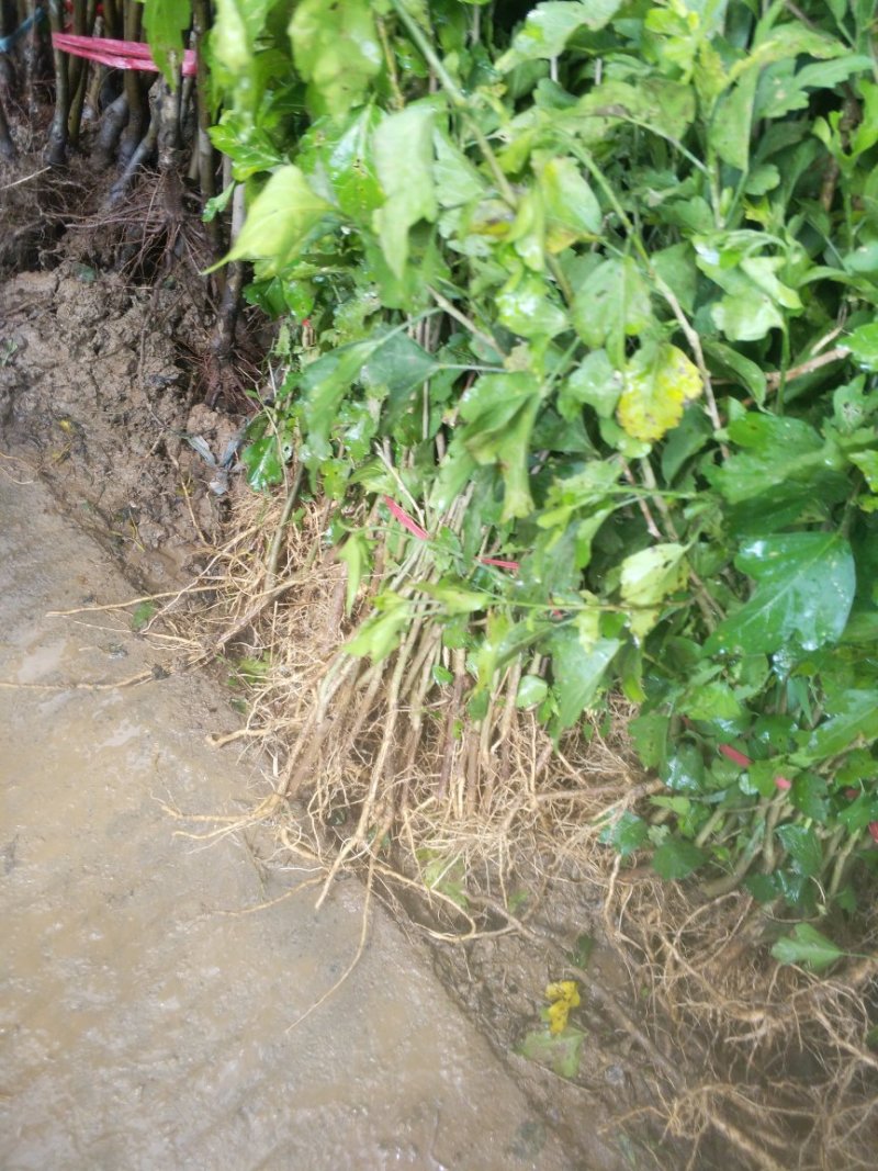 木槿苗单瓣木槿双瓣木槿红花木槿红色木槿花包邮