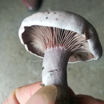 新鲜丛菌上市