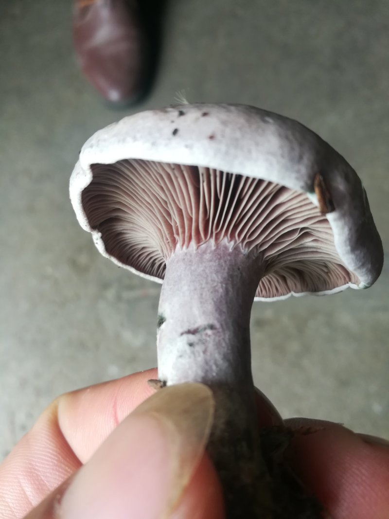 新鲜丛菌上市