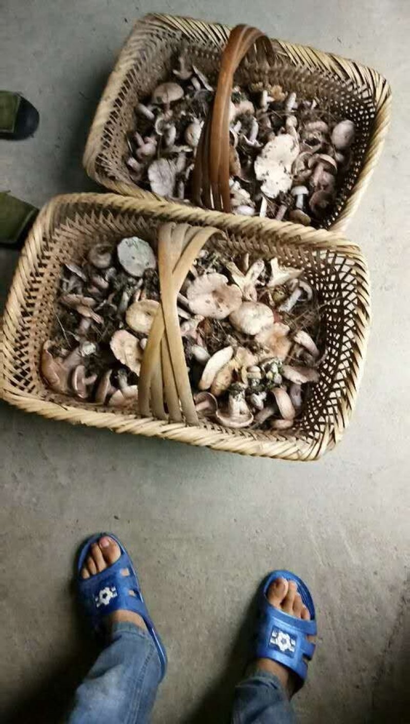 新鲜丛菌上市
