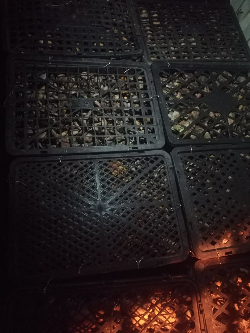 新鲜丛菌上市