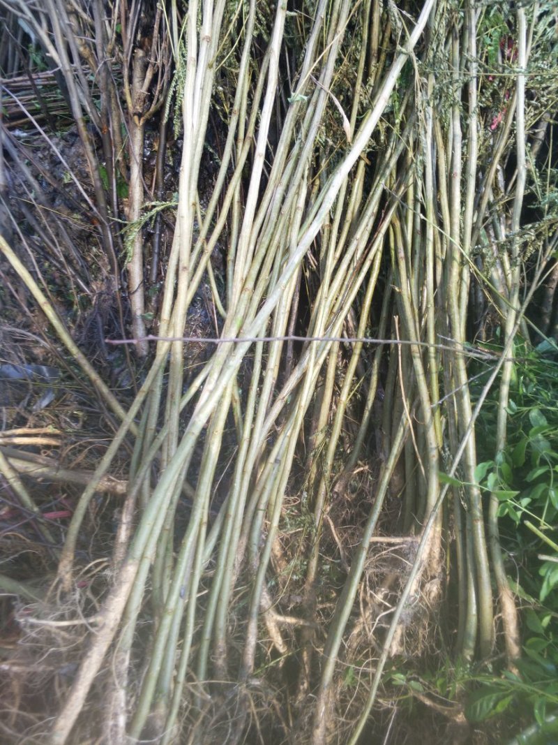 百日红小苗紫薇苗高度80公分