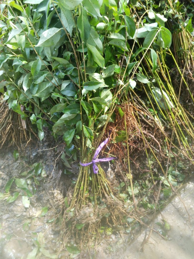 百日红小苗紫薇苗高度80公分