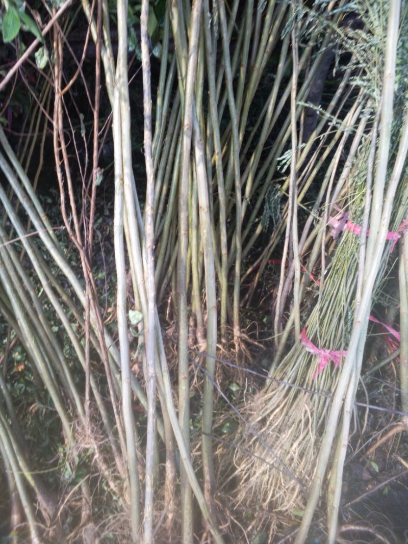 百日红小苗紫薇苗高度80公分