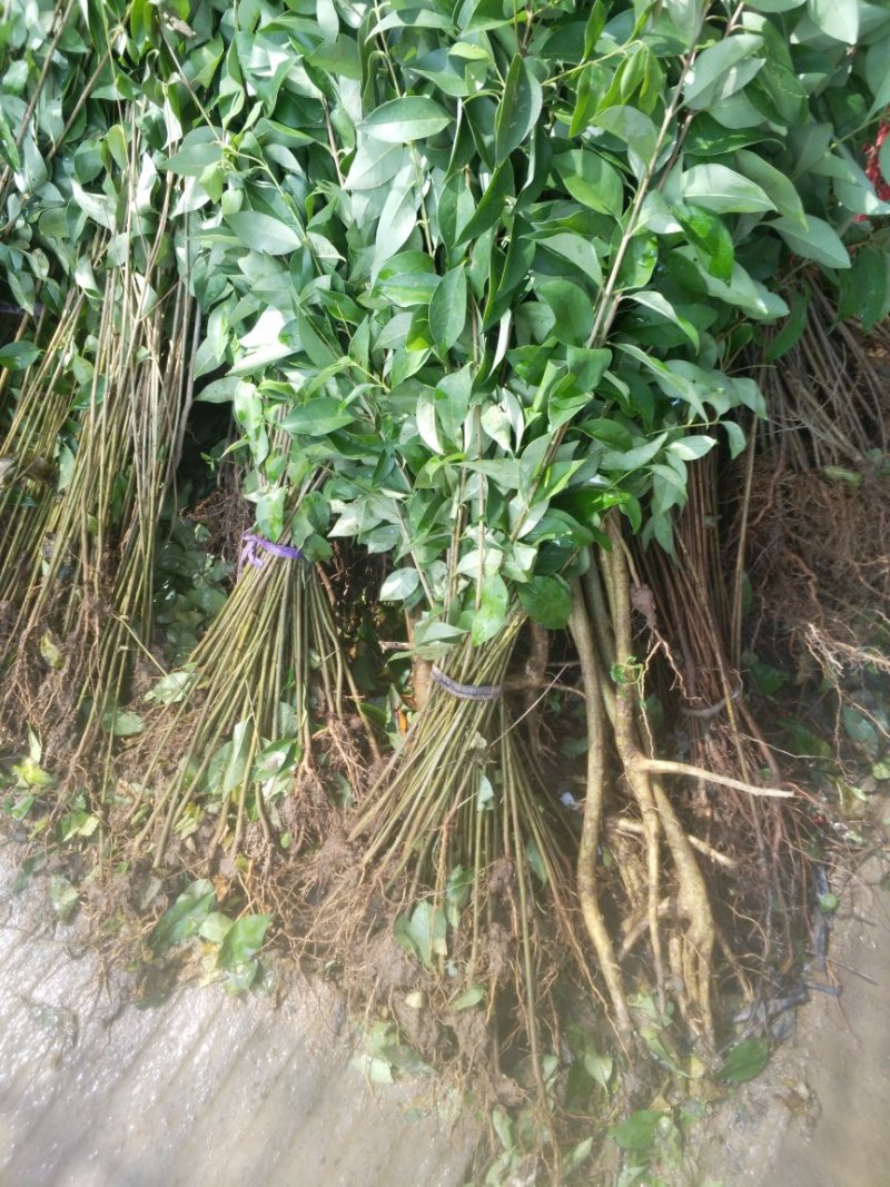 百日红小苗紫薇苗高度80公分