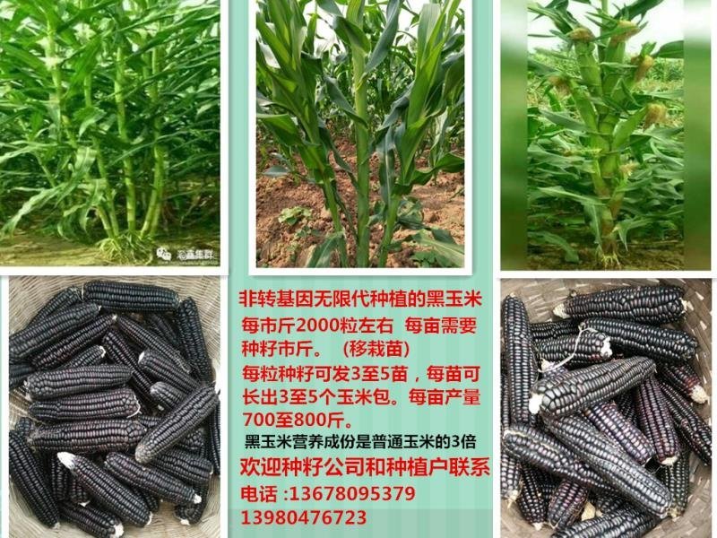 洪茂生态种养