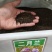二月兰种子热门花海新种子发芽率高可货到付款