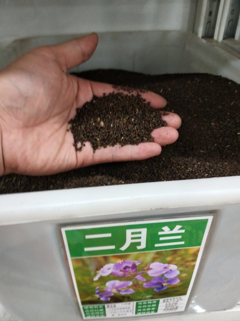 二月兰种子热门花海新种子发芽率高可货到付款