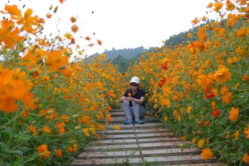 硫华菊种子热门花海简单易种可货到付款