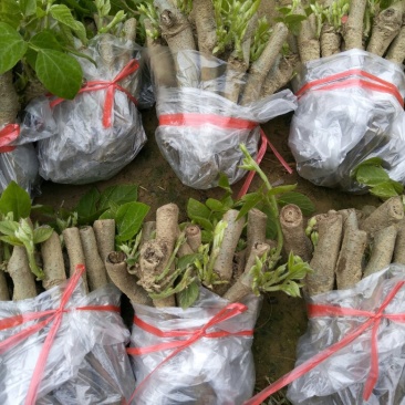 粉葛种苗葛根种苗送种植技术跟踪指导
