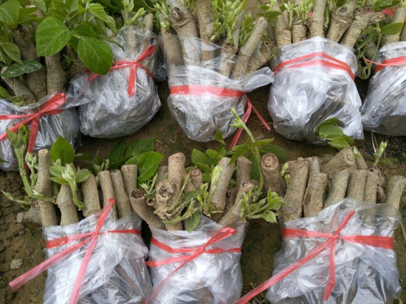 粉葛种苗葛根种苗送种植技术跟踪指导