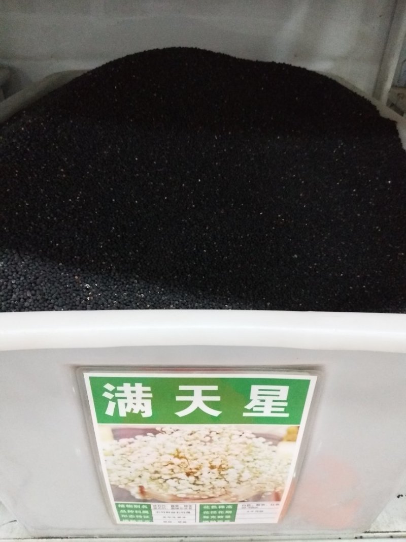 满天星种子花海种子净籽3-5斤/亩可货到付款
