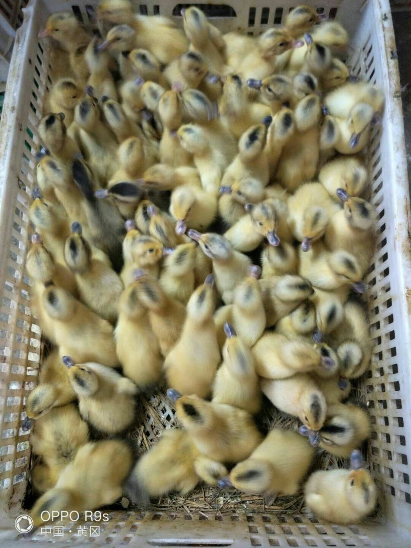 鹅苗，鸭苗