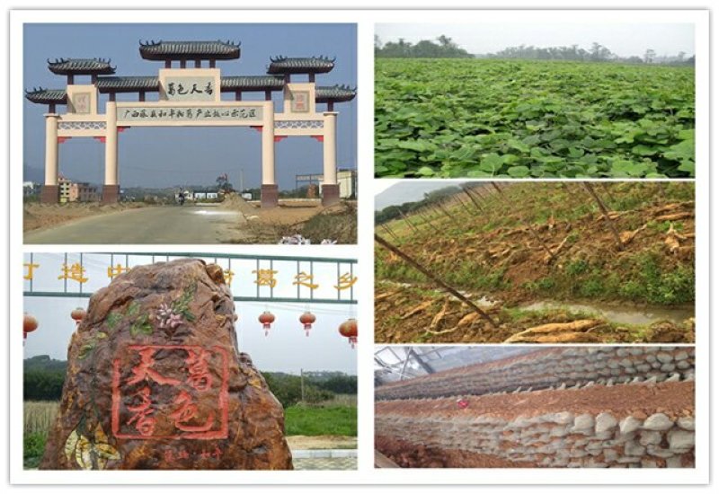 粉葛种苗葛根种苗送种植技术跟踪指导