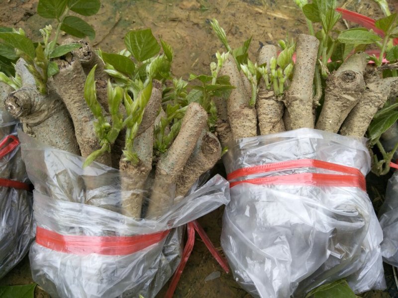 粉葛种苗葛根种苗送种植技术跟踪指导