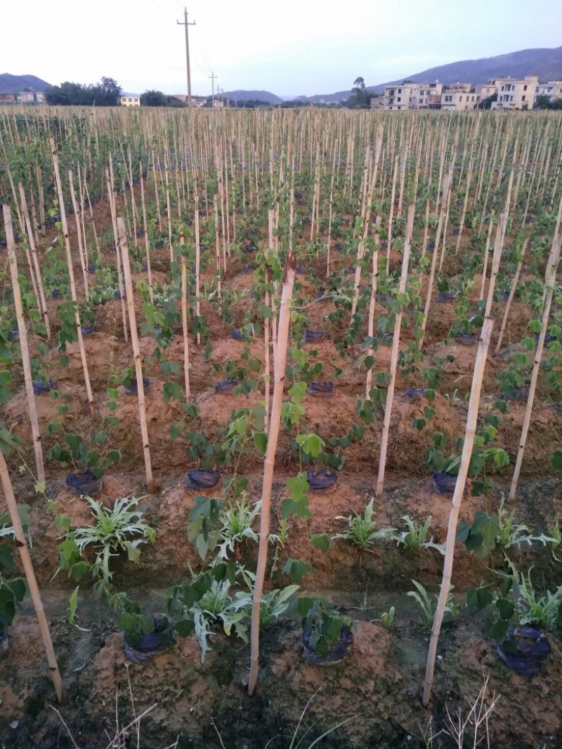 粉葛种苗葛根种苗送种植技术跟踪指导