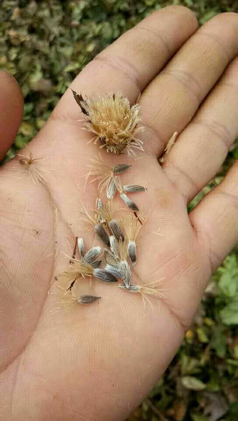 赤峰喀旗道地北苍术种子，自然成熟颗粒饱满。